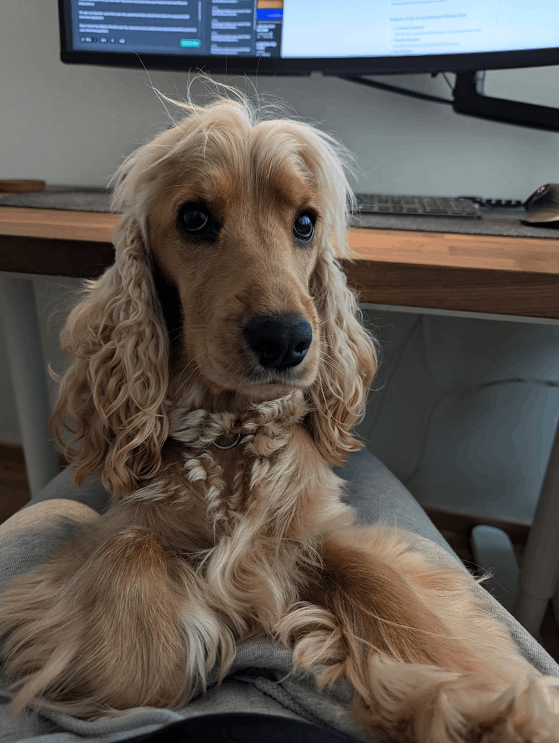 Fernando's dog sitting beside the development desk